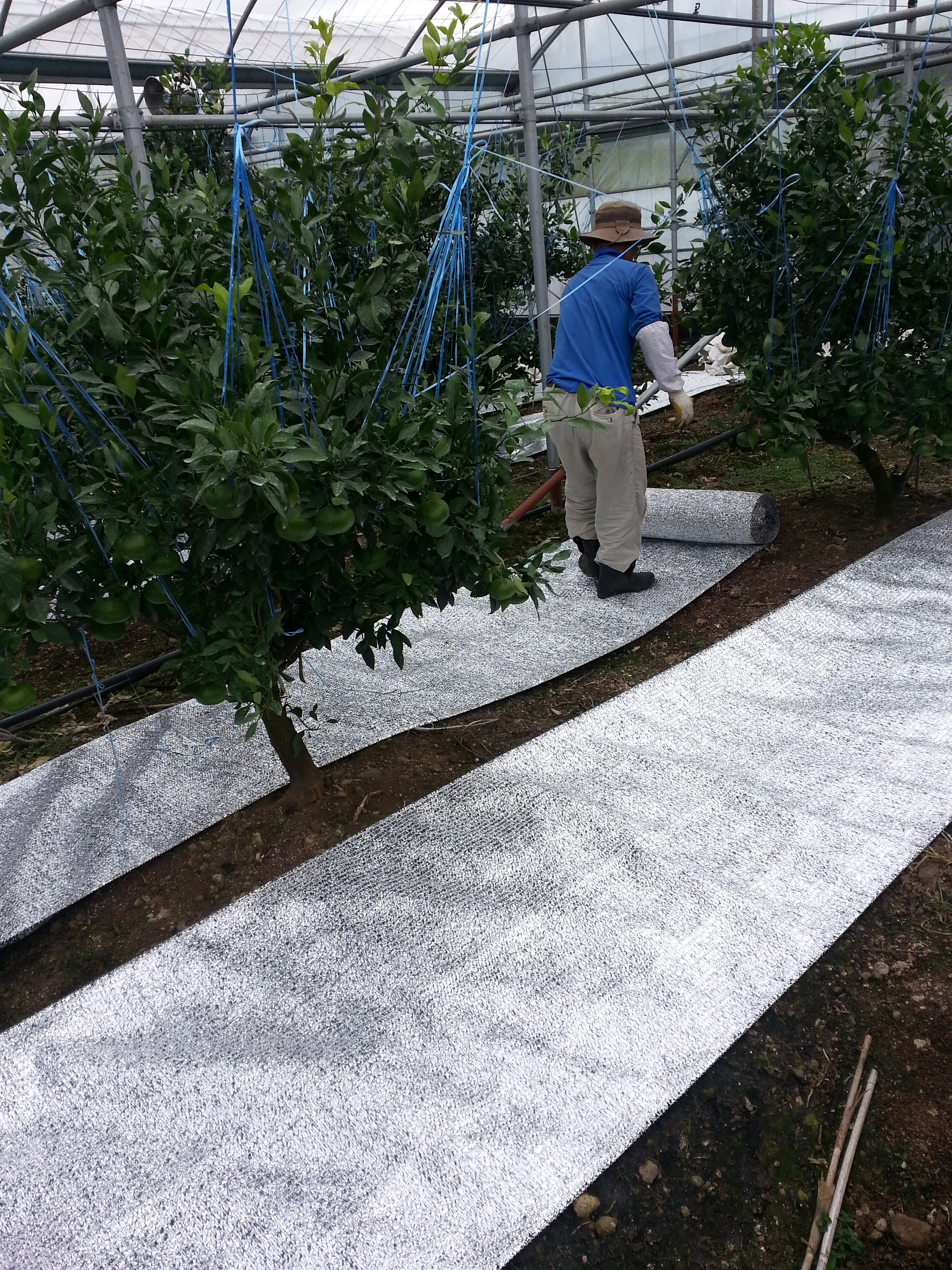 밀감 농사 착색 반사(필름)시트